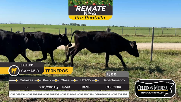 Lote 6 Terneros en Tarariras, Colonia