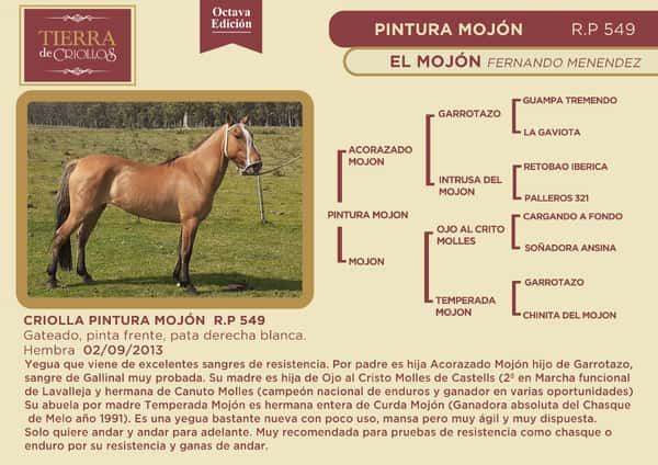 Lote Tierra de Criollos- El Mojón- Pintura Mojón RP 549