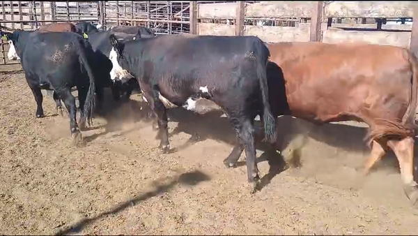 Lote 20 Vaquilla Gorda en Los Ángeles, VIII Región Biobío