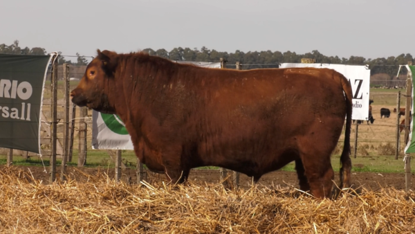 Lote TOROS PUROS POR CRUZA