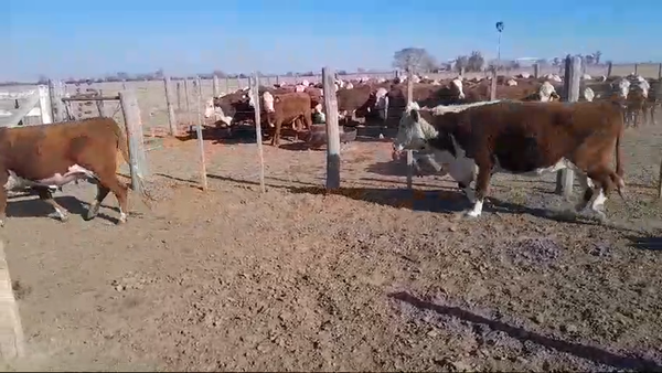 Lote 27 Vacas Braford en La Criolla, Santa Fe