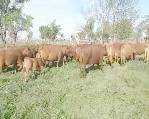 Lote 28 Vacas usadas preñadas en Buenos Aires, Pehuajó