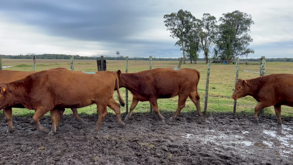 Lote 33 Vaquillonas preñadas en Barrancas, Rocha