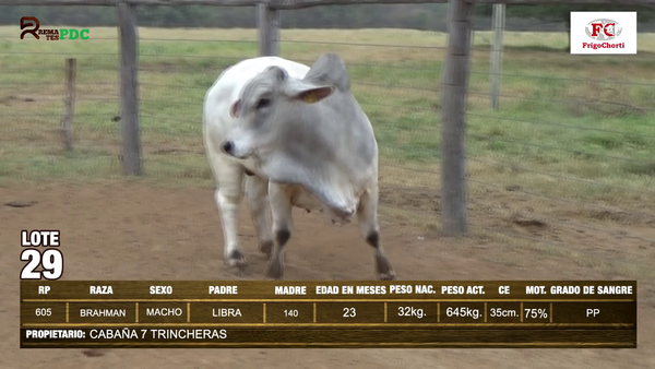 Lote TORO - BRAHMAN