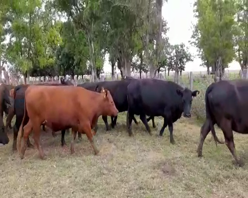 Lote 40 Vacas medio uso C/ gtia de preñez en Buenos Aires, Las Flores