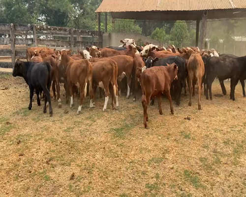 Lote 80 Terneros en Ituzaingó, Corrientes