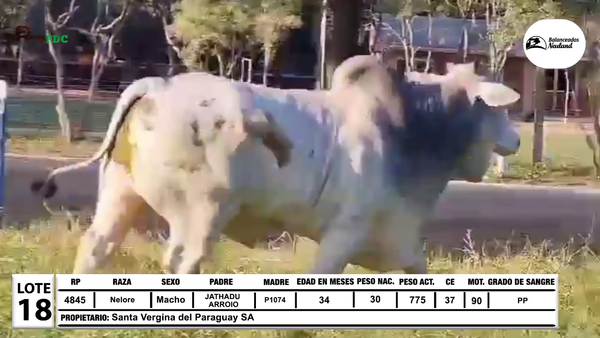 Lote Lote 18