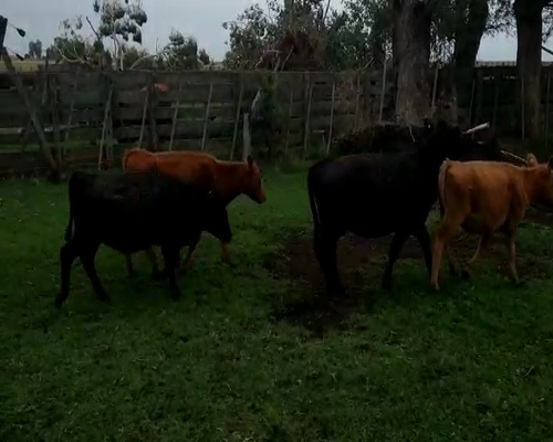 Lote 86 Terneras en Gral. Lamadrid, Buenos Aires