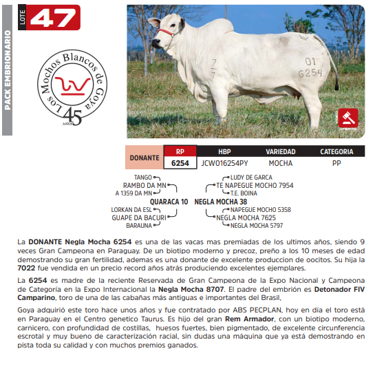 Lote LOTE 47