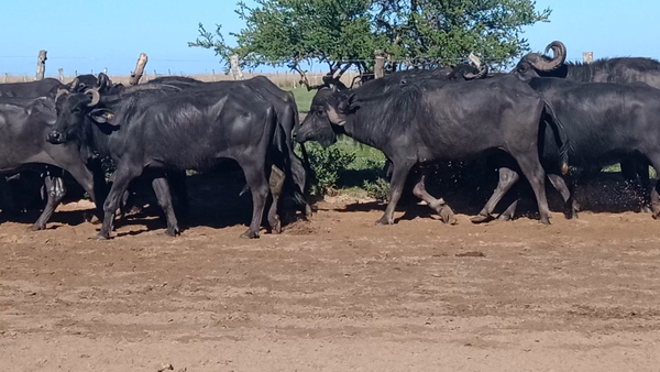Lote 30 Búfalas