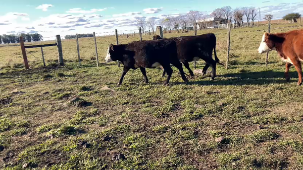 Lote 36 vaq de  2/4 dts.( alguna 6 dts ).
