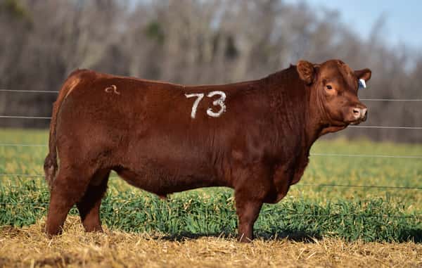 ClicRural - TORO ANGUS PC
