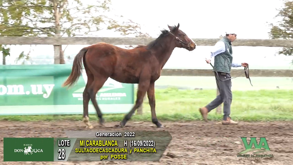 Lote MI CARABLANCA
