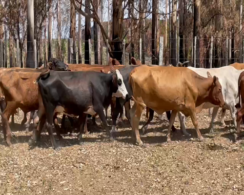 Lote 26 Vacas de invernar en Virasoro, Corrientes