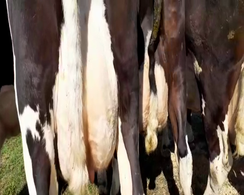 Lote Vacas en produccion Hornero Chico 11