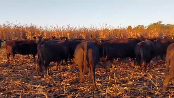 Lote 122 Vacas C/ gtia de preñez en Buenos Aires, Bolívar