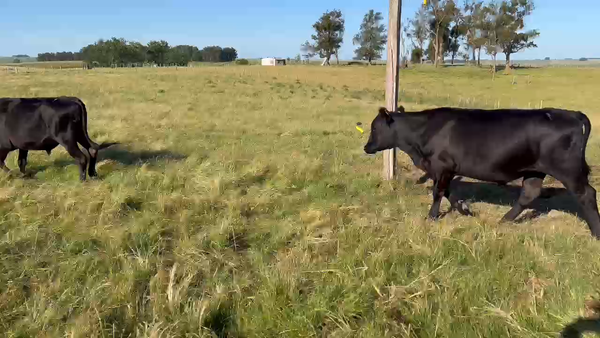 Lote 35 Novillos 2 a 3 años en Cerro Largo, Melo