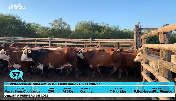 Lote LOTE 37