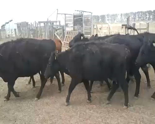 Lote 38 Vacas CUT con cría en Buenos Aires, Mayor Buratovich