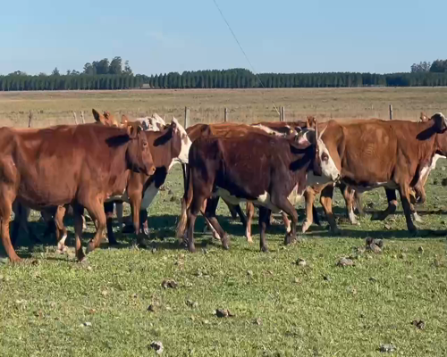 Lote 35 Vacas de invernar en Ituzaingó, Corrientes