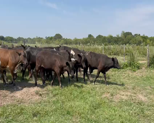 Lote 210 Terneros en Gral. San Martín, Chaco