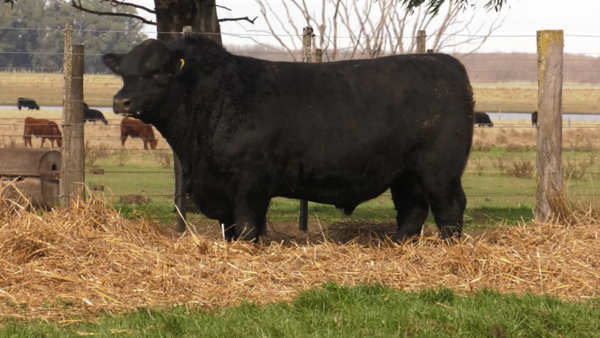 Lote TOROS PUROS POR CRUZA