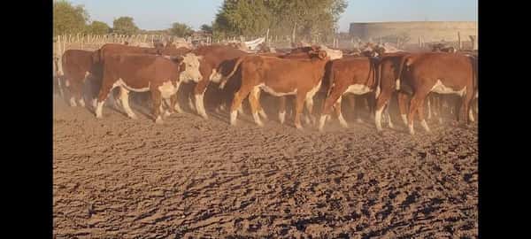Lote 60 Vaquillonas en Villaguay, Entre Ríos