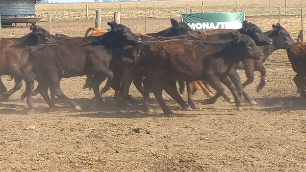 Lote 75 Terneros A TÉRMINO en Bolivar