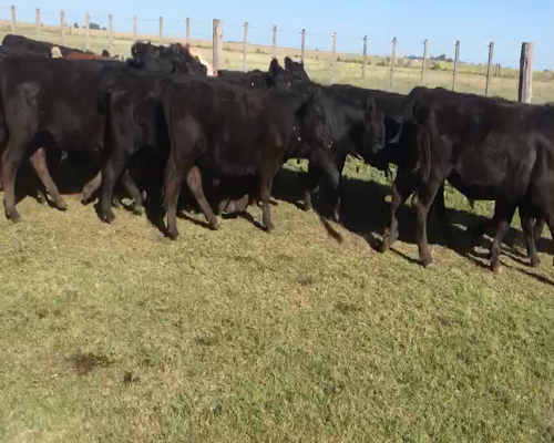 Lote 50 Novillitos en Espartillar, Buenos Aires