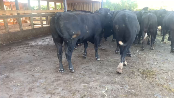Lote 20 Novillo Engorda en Linares, VII  Región Maule