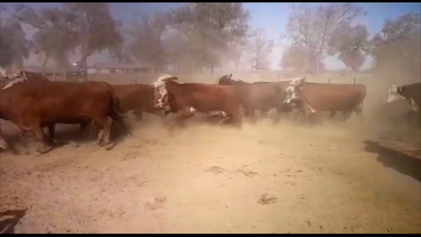 Lote 38 Vacas nuevas C/ gtia de preñez en J.J. Castelli, Chaco