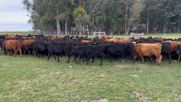 Lote 207 Terneras en Los Feos, Tacuarembó