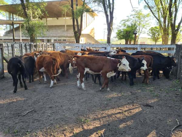 Lote 28 Terneras en Gral. Lamadrid, Buenos Aires