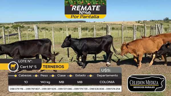 Lote 10 Terneros y Terneras en Otra Localidad, Colonia