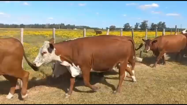 Lote 35 Vacas de invernar en Santa Rosa, Corrientes