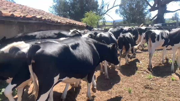 Lote 27 Vaquilla Engorda en Cauquenes, VII  Región Maule