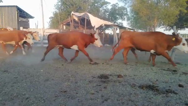 Lote 85 Vacas de invernar en Federal, Entre Ríos