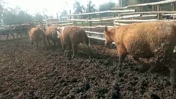 Lote 40 Novillo Gordo en Melipilla, Región Metropolitana