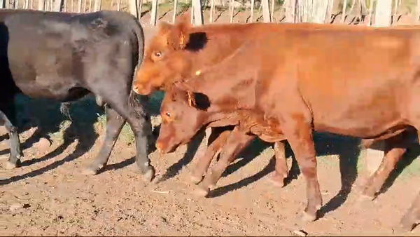 Lote 6 toros angus