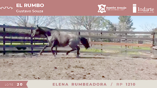 Lote ELENA RUMBEADORA