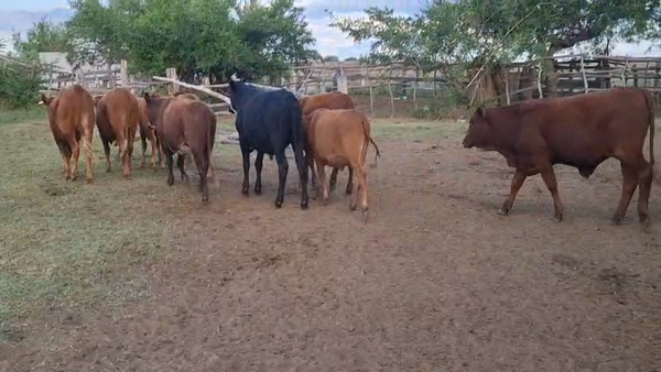 Lote 62 Novillitos