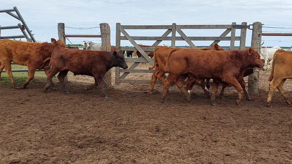 Lote 50 Terneros