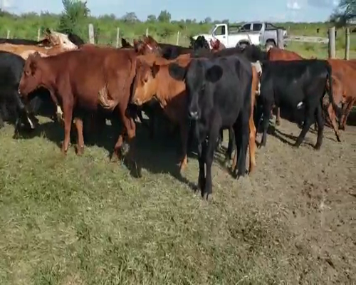Lote 43 Vaquillonas en Villaguay, Entre Ríos