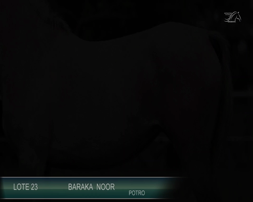 Lote BARAKA NOOR