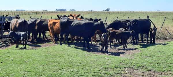 Lote 30 Vacas nuevas en Gral. Lamadrid, Buenos Aires