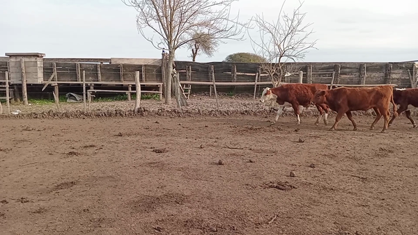 Lote 70 Terneros Brangus, Braford y sus cruzas en Naré, Santa Fe