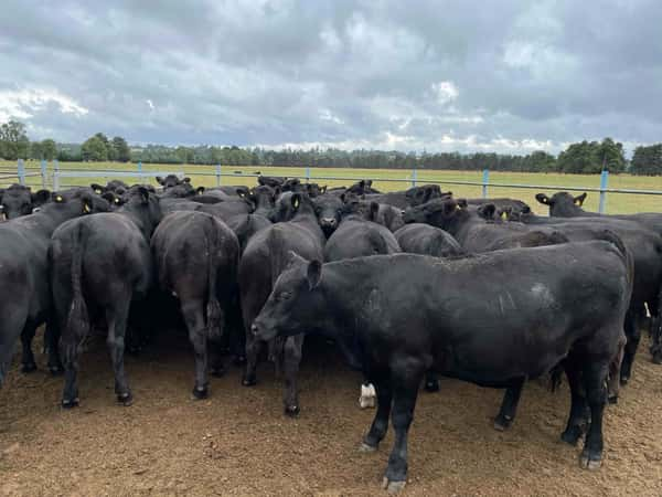 Lote 65 Novillo Engorda en Puerto Varas, X Región Los Lagos