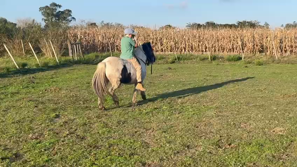 Lote Pony Tobiano (Blanco) a remate en Pantalla Camy  en Santa Lucia