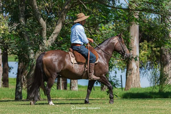 Lote GUAYABA DE LA COLINA