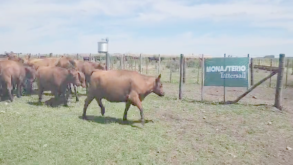 Lote 38 Vaquillonas preñadas en Balcarce